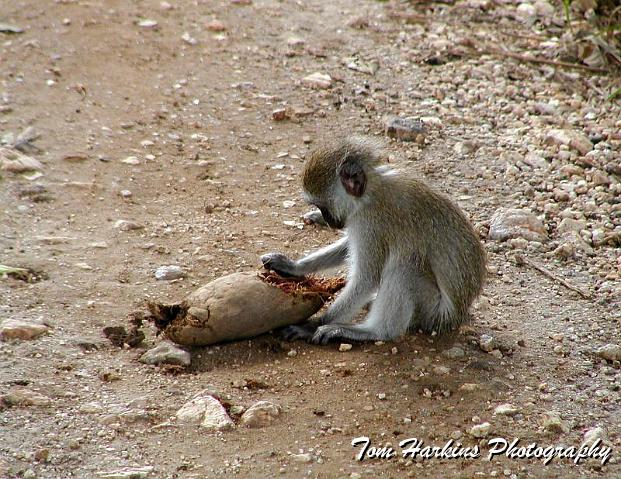 Baby monkey working for his lunch.jpg